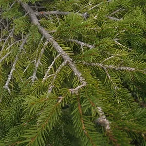 Хвойные опилки оптом в Щёлково купить - оперативная доставка по всей России