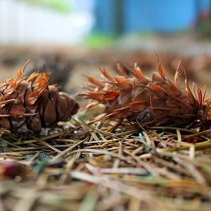 Хвойные опилки оптом в Щёлково от завода-производителя Лигнум Ресурс