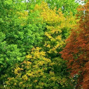 Лиственные опилки оптом в Щёлково купить - оперативная доставка по всей России