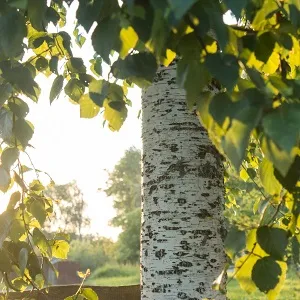 Опилки березовые оптом в Щёлково купить - оперативная доставка по всей России