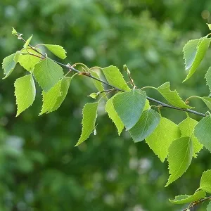 Опилки березовые оптом в Щёлково от завода-производителя Лигнум Ресурс