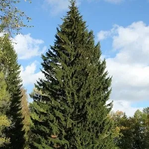 Еловые опилки оптом в Щёлково купить - оперативная доставка по всей России