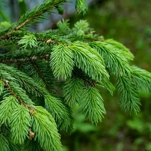 Еловые опилки оптом в Щёлково от завода-производителя Лигнум Ресурс