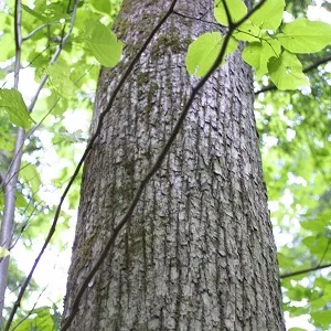 Опилки липовые оптом в Щёлково купить - оперативная доставка по всей России