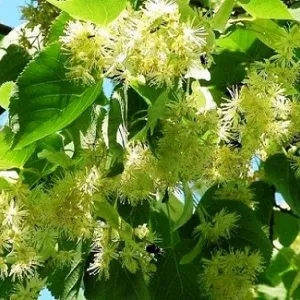 Опилки липовые оптом в Щёлково от завода-производителя Лигнум Ресурс