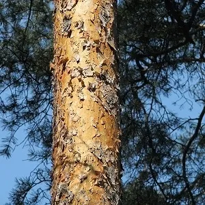 Сосновые опилки оптом в Щёлково купить - оперативная доставка по всей России