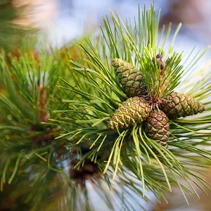 Сосновые опилки оптом в Щёлково от завода-производителя Лигнум Ресурс