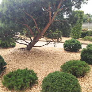 Хвойная щепа оптом в Щёлково купить - оперативная доставка по всей России